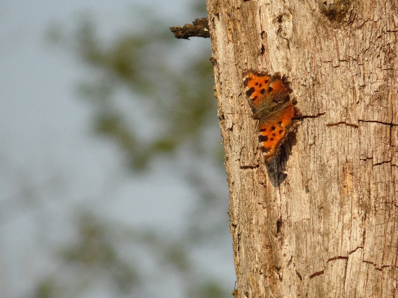 Saturna pavoniella